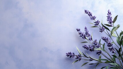 Lavender flowers arranged elegantly against soft blue background evoke sense of calm and tranquility. delicate purple blooms and green leaves create serene atmosphere. 
