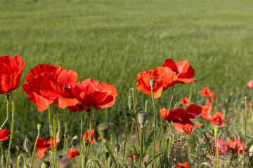 a large number of red poppies in the green grass