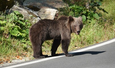 brown bear cub begging for food on highway © SN