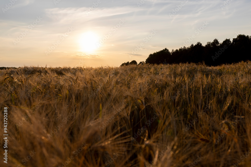 Wall mural the yellow sun at sunset in a field with a harvest of rye cereals