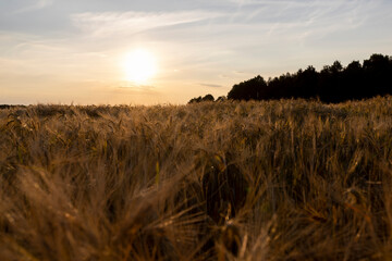 the yellow sun at sunset in a field with a harvest of rye cereals