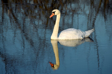swan on the lake. A view of a small bird swimming on a calm surface of water. Swans swimming on the water with a view of reeds and bushes