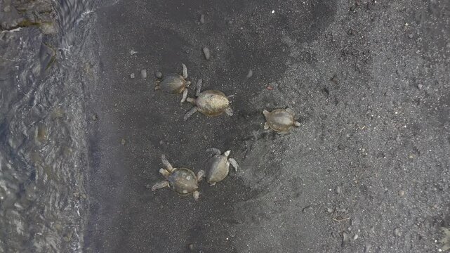 Sea turtles on the black sand beach of Punaluu, Hawaii, USA, aerial view