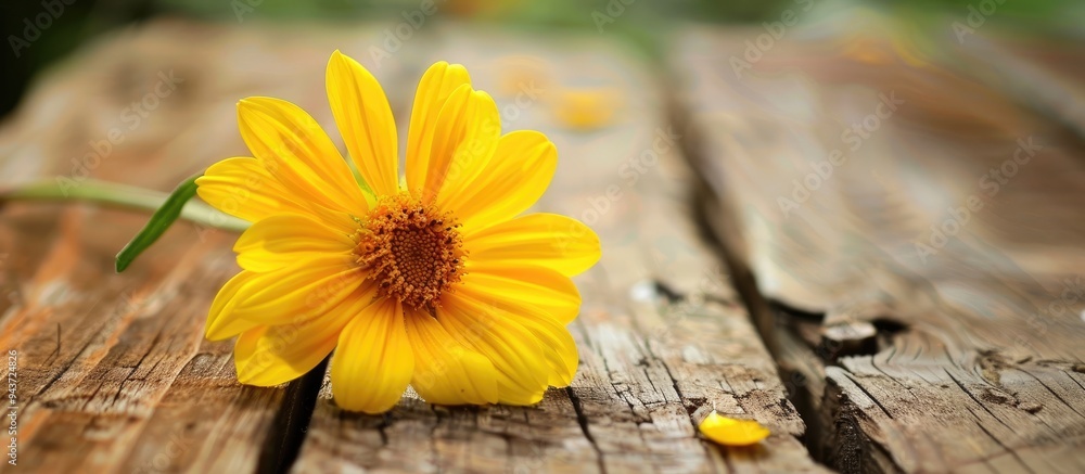 Poster Yellow flower resting on the wood. with copy space image. Place for adding text or design