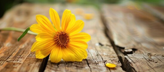 Yellow flower resting on the wood. with copy space image. Place for adding text or design