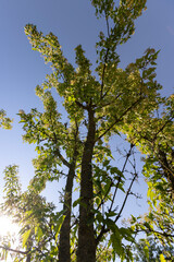 Fototapeta premium a beautiful maple tree in May in spring