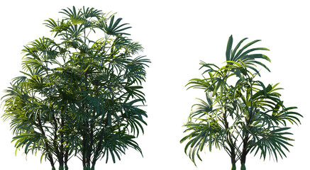 Set of Rhapis excelsa (commonly known as lady palm or bamboo palm) frontal medium and small isolated png on a transparent background perfectly cutout