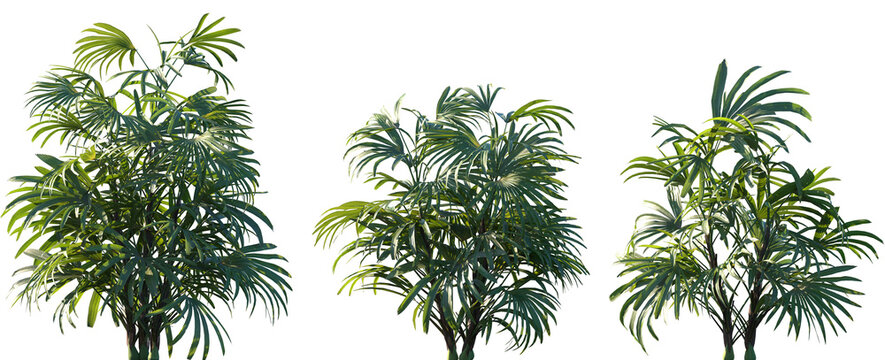 Set of Rhapis excelsa (commonly known as lady palm or bamboo palm) frontal medium and small isolated png on a transparent background perfectly cutout