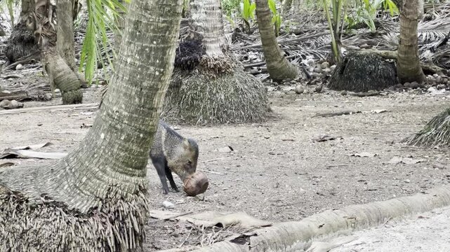 A collard peccary roams along the beach on Isla Tortuga off the coast of Costa Rica. 