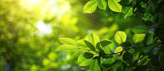 green leaves backdrop with sunlight reflecting off the tree. with copy space image. Place for adding text or design
