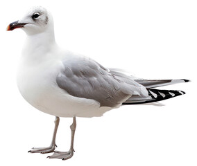 Obraz premium PNG Seagull standing on white background