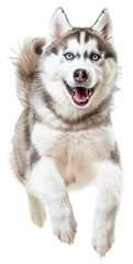 Obraz premium PNG Energetic husky dog jumping joyfully