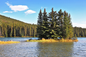 A tiny island in a shallow lake overgrown with pine trees
