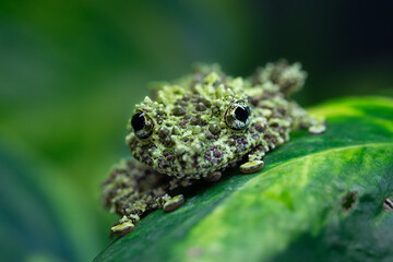 Moosfrosch