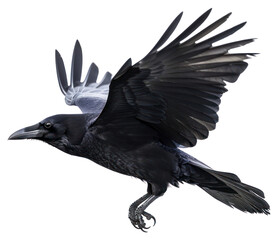 Fototapeta premium PNG Black crow in flight motion