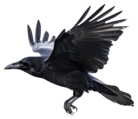 PNG Black crow in flight motion