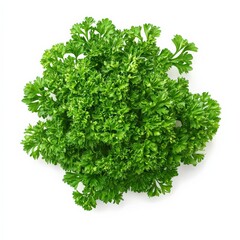Fototapeta premium Fresh Parsley Sprigs Isolated on White Background.
