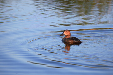 great crested grebe. A view of a small bird swimming on a calm surface of water. A duck swimming on a calm surface of water.