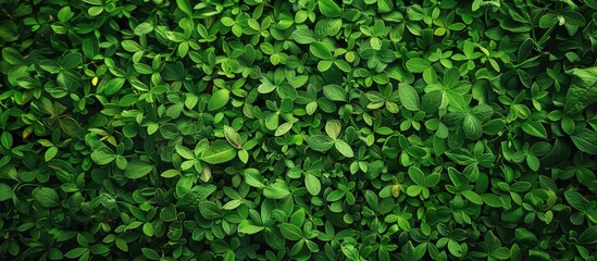 An old card set against a green background featuring a blade of grass. with copy space image. Place for adding text or design