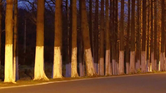Hengsha Island, Shanghai - Boulevard at night