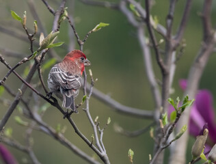 A beautiful red house finch sits in a magnolia tree in the springtime.
