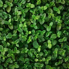 Fototapeta premium Many mint leaves texture background, fragrant spices pattern, Mentha piperita mockup, peppermint banner