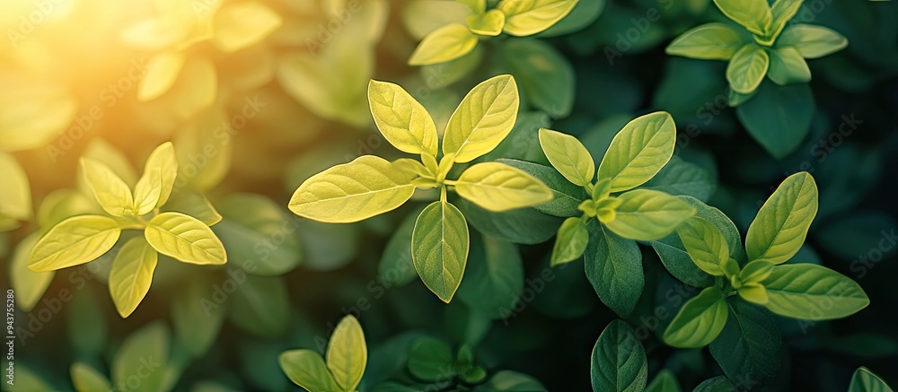 Poster yellow plant from a top view with sunlight. with copy space image. place for adding text or design
