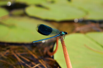 close up of dragonfly. A view of a small bird swimming on a calm surface of water. A duck swimming...