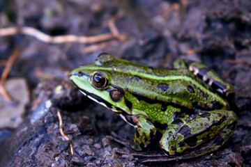 frog on the ground.Green frog side view sitting on the edge of a pond