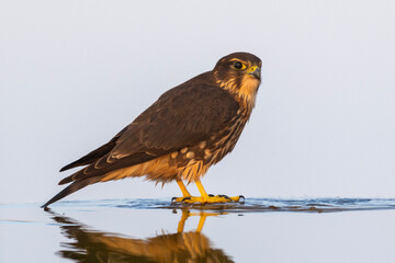 The merlin (Falco columbarius) drinking water