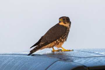 The merlin (Falco columbarius) drinking water