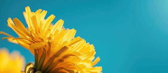 closeup of a bright yellow dandelion against a blue background featuring copy space