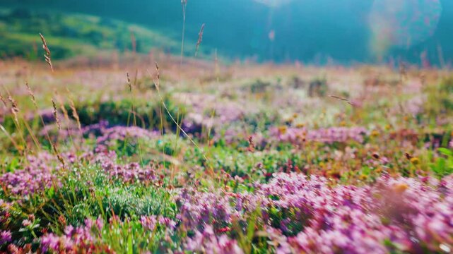 Beautiful spring landscape in the mountains. spring. purple flowers. Dedegol. Turkey.