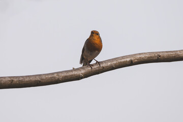 Single Robin Perched on Bare Branch Against Overcast Sky in Nature