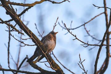 Song thrush on bare branch with clear blue sky in the background