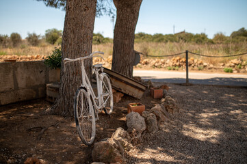 Rustic White Bicycle Resting Against Tree in Sunny Countryside