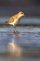 Least Sandpiper in autumn migration