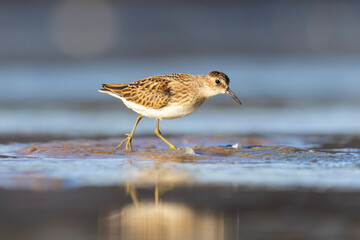 Fototapeta premium Least Sandpiper in autumn migration