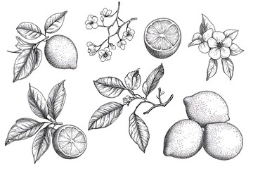 Hand drawn etching lemon with leaves and flower set. Fruit tree branch in sketch style, whole fresh citrus