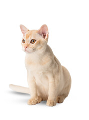 Cute red burmese kitten on white background.