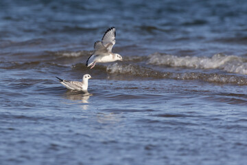 Bonaparte's gull (Chroicocephalus philadelphia)