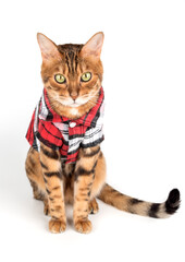 Portrait of a bengal cat in a checkered shirt.