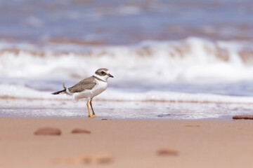 Piping plover (Charadrius melodus) in summer