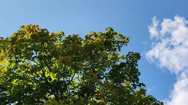 maple leaves swaying in the wind