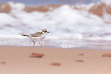 Piping plover (Charadrius melodus) in summer