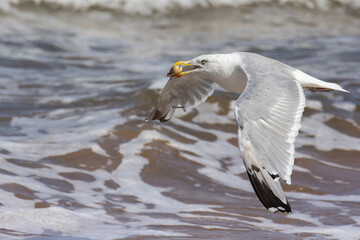 Herring Gull (Larus argentatus) with oyster