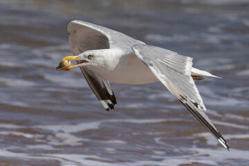 Herring Gull (Larus argentatus) with oyster