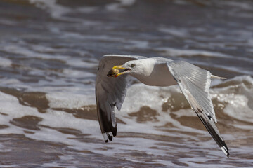 Herring Gull (Larus argentatus) with oyster