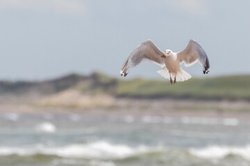 Herring Gull (Larus argentatus) with oyster