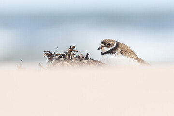 Piping plover (Charadrius melodus) in summer